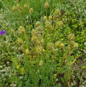 Sanguisorba minor at Holt, ACT - 24 Oct 2020