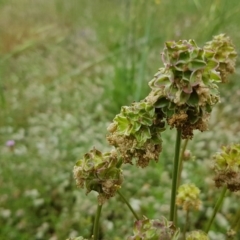 Sanguisorba minor at Holt, ACT - 24 Oct 2020