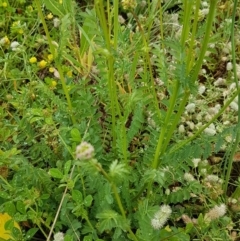 Sanguisorba minor at Holt, ACT - 24 Oct 2020