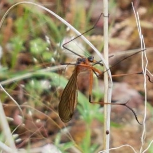 Harpobittacus australis at Holt, ACT - 24 Oct 2020