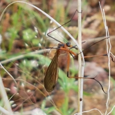 Harpobittacus australis (Hangingfly) at Woodstock Nature Reserve - 24 Oct 2020 by tpreston