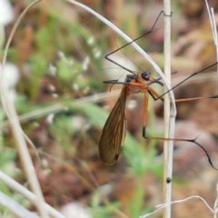Harpobittacus australis at Holt, ACT - 24 Oct 2020 01:01 PM