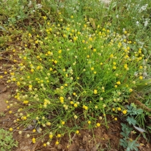 Calotis lappulacea at Holt, ACT - 24 Oct 2020