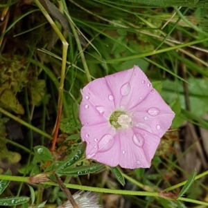 Convolvulus angustissimus subsp. angustissimus at Holt, ACT - 24 Oct 2020 01:03 PM