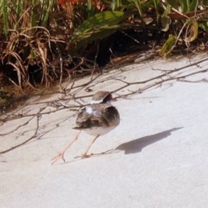 Charadrius melanops at Coombs, ACT - 23 Oct 2020