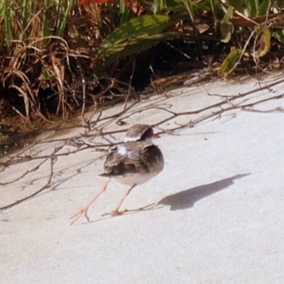 Charadrius melanops (Black-fronted Dotterel) at Coombs Ponds - 22 Oct 2020 by Hutch68