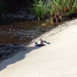 Charadrius melanops at Coombs, ACT - 23 Oct 2020