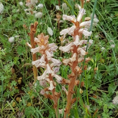 Orobanche minor (Broomrape) at Holt, ACT - 24 Oct 2020 by trevorpreston