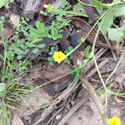 Hypochaeris radicata (Cat's Ear, Flatweed) at Majura, ACT - 23 Oct 2020 by LyndalT