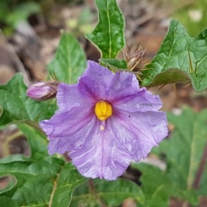 Solanum cinereum at Holt, ACT - 24 Oct 2020