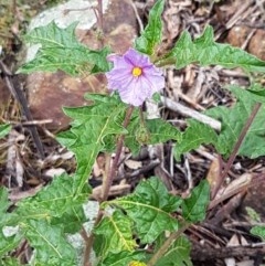 Solanum cinereum at Holt, ACT - 24 Oct 2020