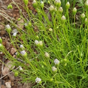 Vittadinia muelleri at Holt, ACT - 24 Oct 2020