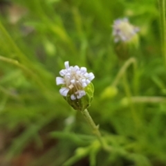 Vittadinia muelleri at Holt, ACT - 24 Oct 2020