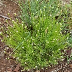 Vittadinia muelleri at Holt, ACT - 24 Oct 2020