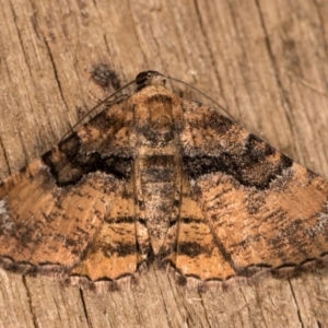 Aporoctena undescribed species at Melba, ACT - 20 Oct 2020