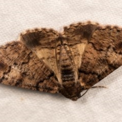 Cryphaea xylina (Woodland Geometrid) at Melba, ACT - 20 Oct 2020 by kasiaaus