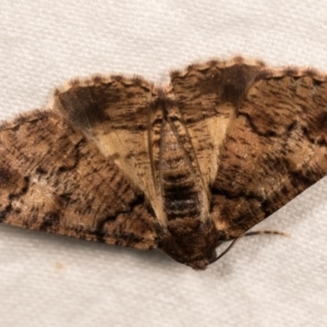 Cryphaea xylina at Melba, ACT - 20 Oct 2020