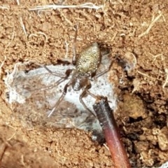 Clubiona sp. (genus) at Strathnairn, ACT - 24 Oct 2020 by trevorpreston