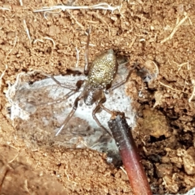 Clubiona sp. (genus) at Woodstock Nature Reserve - 24 Oct 2020 by trevorpreston