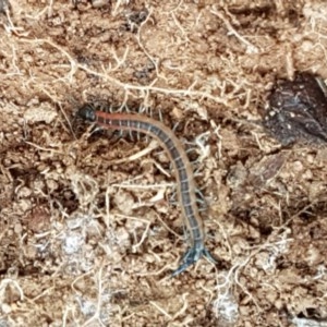 Scolopendra laeta at Holt, ACT - 24 Oct 2020 01:10 PM