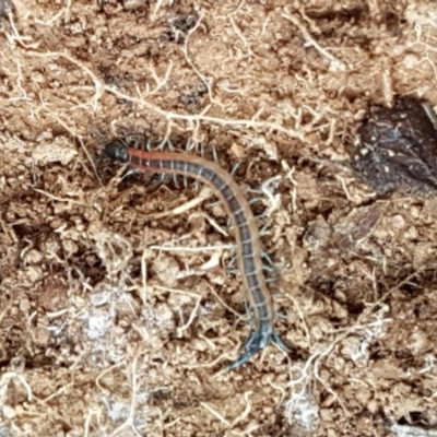 Scolopendra laeta (Giant Centipede) at Woodstock Nature Reserve - 24 Oct 2020 by tpreston