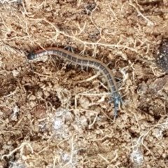 Scolopendra laeta at Holt, ACT - 24 Oct 2020 01:10 PM