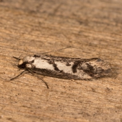 Eusemocosma pruinosa (Philobota Group Concealer Moth) at Melba, ACT - 20 Oct 2020 by kasiaaus