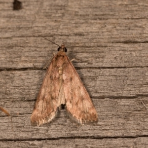 Achyra affinitalis at Melba, ACT - 20 Oct 2020 09:35 PM