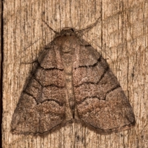 Dysbatus undescribed species at Melba, ACT - 20 Oct 2020 09:36 PM