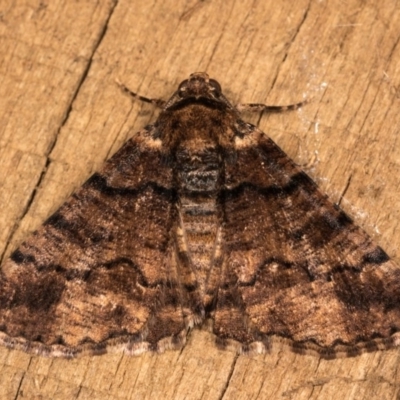 Cryphaea xylina (Woodland Geometrid) at Melba, ACT - 20 Oct 2020 by kasiaaus