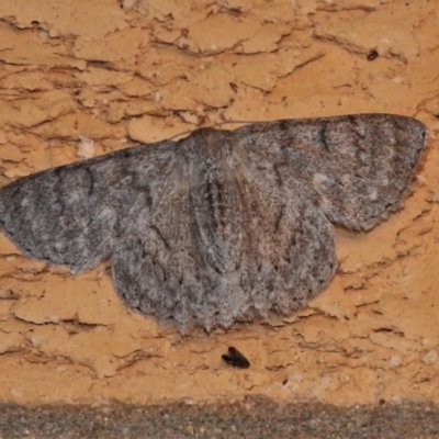 Crypsiphona ocultaria (Red-lined Looper Moth) at Wanniassa, ACT - 18 Oct 2020 by JohnBundock