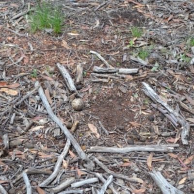 Burhinus grallarius (Bush Stone-curlew) at Forde, ACT - 18 Oct 2020 by MattFox