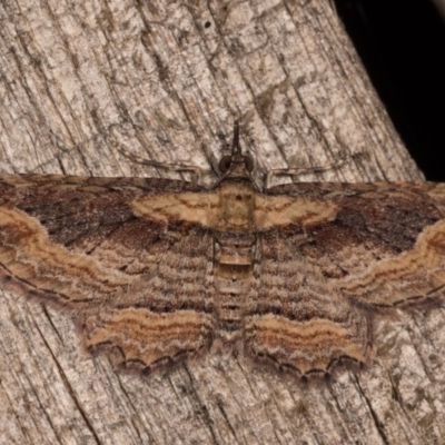 Chloroclystis filata (Filata Moth, Australian Pug Moth) at Melba, ACT - 20 Oct 2020 by kasiaaus