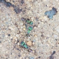 Rhytidoponera metallica (Greenhead ant) at Holt, ACT - 24 Oct 2020 by tpreston