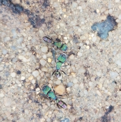 Rhytidoponera metallica (Greenhead ant) at Holt, ACT - 24 Oct 2020 by trevorpreston