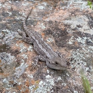 Amphibolurus muricatus at Tuggeranong DC, ACT - 23 Oct 2020