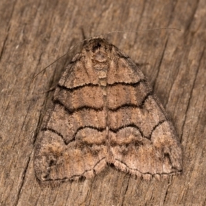 Dysbatus undescribed species at Melba, ACT - 20 Oct 2020 09:49 PM