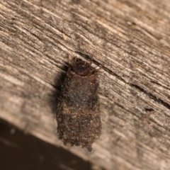 Cadmus sp. (genus) (Unidentified Cadmus leaf beetle) at Melba, ACT - 20 Oct 2020 by kasiaaus