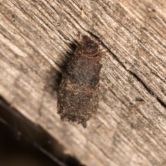 Cadmus sp. (genus) at Melba, ACT - 20 Oct 2020