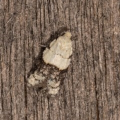 Tracholena sulfurosa (A tortrix moth) at Melba, ACT - 20 Oct 2020 by kasiaaus