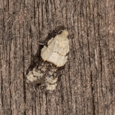 Tracholena sulfurosa (A tortrix moth) at Melba, ACT - 20 Oct 2020 by kasiaaus