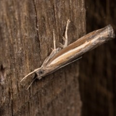 Ptochostola microphaeellus (A Crambid moth) at Melba, ACT - 20 Oct 2020 by kasiaaus