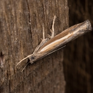 Ptochostola microphaeellus at Melba, ACT - 20 Oct 2020