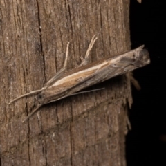 Ptochostola microphaeellus at Melba, ACT - 20 Oct 2020