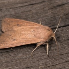 Mythimna (Pseudaletia) convecta (Common Armyworm) at Melba, ACT - 20 Oct 2020 by kasiaaus