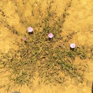 Convolvulus angustissimus subsp. angustissimus at Majura, ACT - 22 Oct 2020