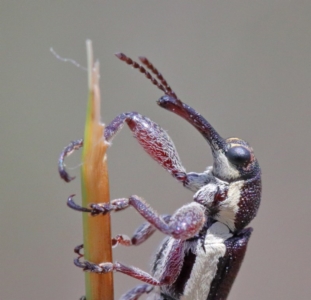 Rhinotia suturalis at O'Connor, ACT - 22 Oct 2020