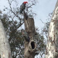 Callocephalon fimbriatum (Gang-gang Cockatoo) at Murrumbateman, NSW - 19 Oct 2020 by Sal