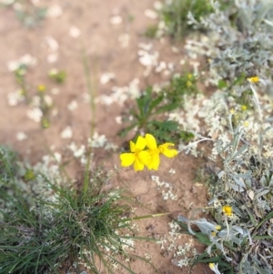 Goodenia pinnatifida at Majura, ACT - 22 Oct 2020