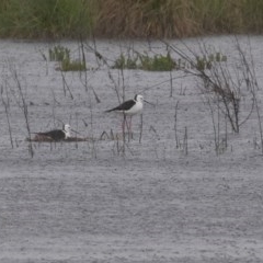 Himantopus leucocephalus (Pied Stilt) at Jerrabomberra Wetlands - 23 Oct 2020 by rawshorty